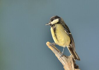 carbonero macho posado en una rama en el parque (Parus major) Marbella Andalucía España 