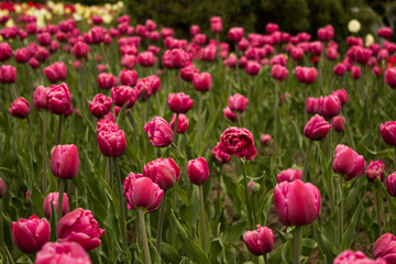 Field of tulips on the red square of Moscow. Pink field of tulips. Tender spring flowers.