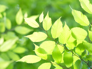 新緑のケヤキの葉