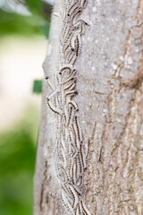 Caterpillars of the aok processionary on the trunk of an oak