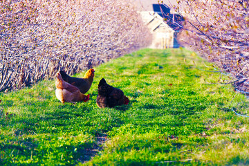 Chickens Pecking for Food Down a Row of Crops