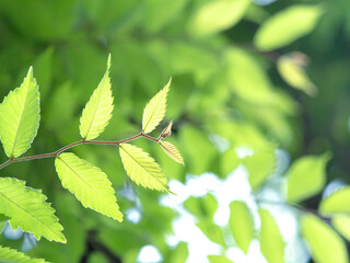 Fototapeta na wymiar 新緑のケヤキの葉
