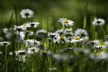 Eine Wiese voller Gänseblümchen