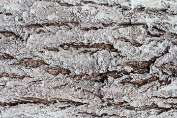 Macro photo of the texture of a trunk of a whitewashed tree bark. Wood treatment against parasites.