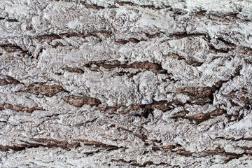 Naklejka premium Macro photo of the texture of a trunk of a whitewashed tree bark. Wood treatment against parasites.