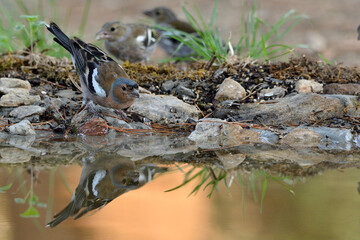    pinzón vulgar macho bebiendo y reflejado en el agua del estanque  (Fringilla coelebs) Marbella...