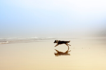 Fototapeta na wymiar perro corriendo por la arena con niebla