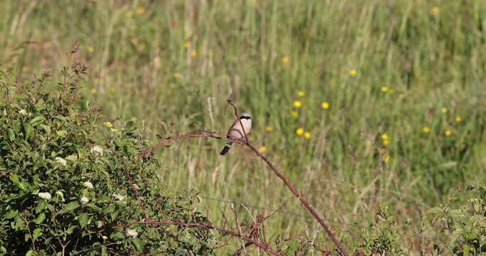 pie-gri&egrave;che &eacute;corcheur (lanius collurio) perch&eacute; sur une ronce &agrave; l'aff&ucirc;t et s'envole