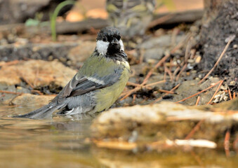 carbonero bebiendo en el estanque y reflejado en el agua (Parus major) Marbella Andalucía España 
