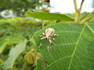 シロコブゾウムシ Snout beetle with the lump