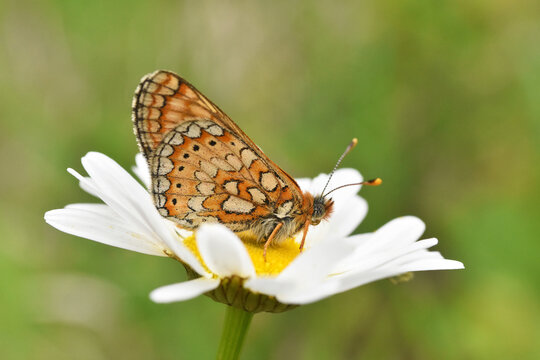 Marsh fritillary butterfly Euphydryas aurinia. Beautiful fritillary butterfly on meadow