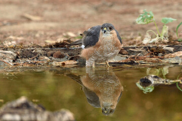  gavillan bañándose en el estanque (Accipiter nisus) Marbella Andalucía España 