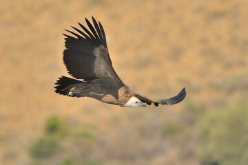 buitre leonado volando monte verde  (Gyps fulvus) Casares Málaga España 