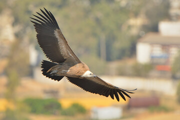 buitre leonado volando monte verde  (Gyps fulvus) Casares Málaga España 
