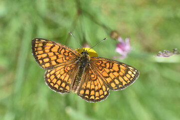 The heath fritillary butterfly (Melitaea athalia). Beautiful fritillary butterfly on meadow