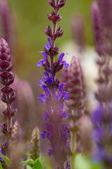 lilac flower close-up