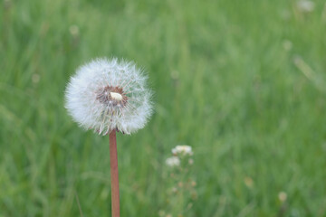 Fototapeta na wymiar White, airy dandelion close-up on a blurred background from green grass. Selective focus.
