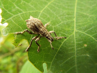 シロコブゾウムシ Snout beetle with the lump