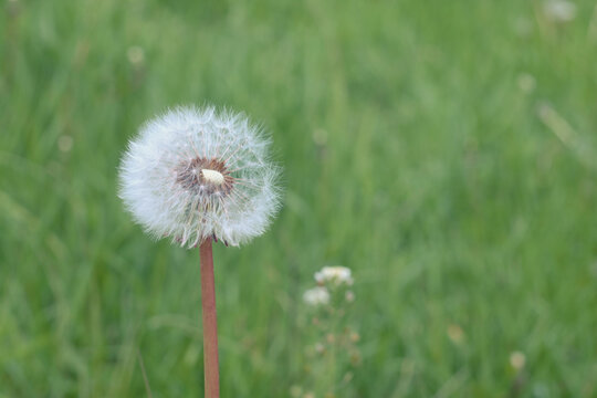 White, airy dandelion close-up on a blurred background from green grass. Selective focus.