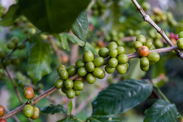 Coffee beans ripening on tree in North of Thailand