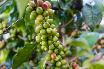 Coffee beans ripening on tree in North of Thailand