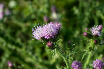 Fototapeta premium Flor morada de cardo en primavera.