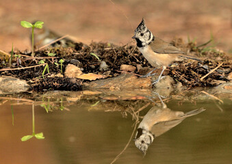  herrerillo capuchino reflejado en una charca del parque (Lophophanes cristatus) Marbella Andalucía España 