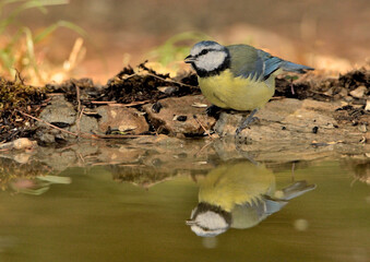  herrerillo común reflejado en el estanque del parque  (Cyanistes caeruleus) Marbella Andalucía España 