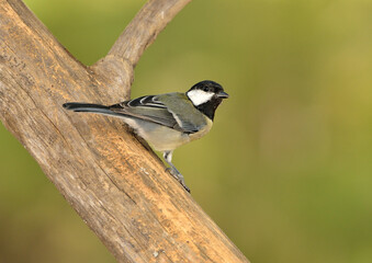  carbonero posado en un tronco  (Parus major) Marbella  Andalucía España
