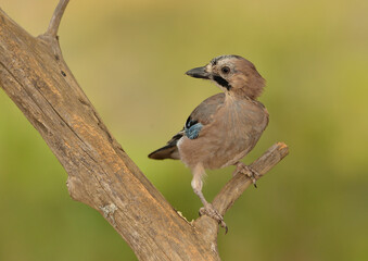 arrendajo posado en una rama en el bosque (Garrulus glandarius)  Ojén Andalucía España 