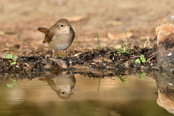  papamoscas cerrojillo bebiendo agua en el estanque (Ficedula hypoleuca) Marbella Andalucía España 
