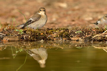  papamoscas cerrojillo bebiendo agua en el estanque (Ficedula hypoleuca) Marbella Andalucía España 