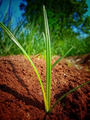spring onions growing in the soil