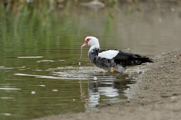  pato criollo bebiendo en la orilla del estanque  (Cairina moschata) Marbella Andalucía España  