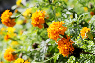 Beautiful orange marigold in the garden