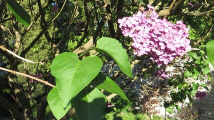 Fresh spring lilac flowers  and leaves