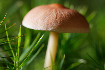 Isolated mushroom with nice green bokeh effect.