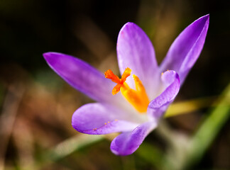 Purple autumn crocus flowers, Colchicum autumnale, in a green grass meadow. Meadow Saffron Flower, Colchicum autumnale. Autumn crocus.