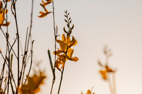 Flores de genista silvestre a contraluz en el atardecer