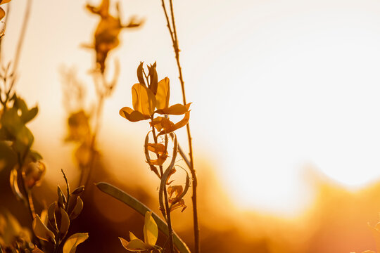 Flores de genista silvestre a contraluz en el atardecer