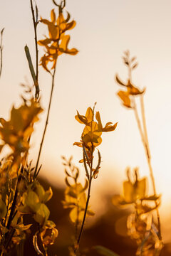Flores de genista silvestre a contraluz en el atardecer