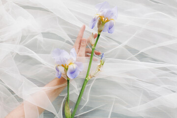 Fototapeta na wymiar Woman hand behind veil gently holding blue iris flower on dark background. Aesthetic soft image. Hand under tulle touching flower. Fragrance and treatment concept