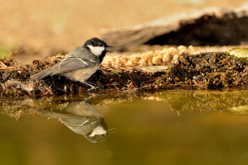 Obraz premium carbonero bañándose en el estanque (Parus major) Marbella Andalucía España