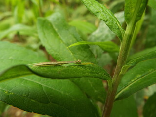 カマキリ 幼体 mantis