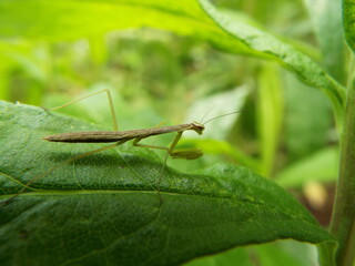 カマキリ 幼体 mantis