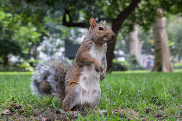 Squirrel of New Yor City