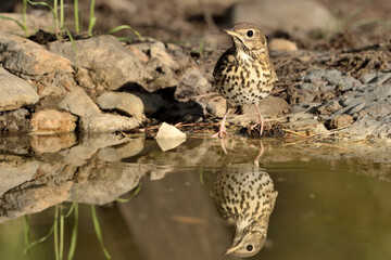  zorzal común bebiendo en el estanque del parque (Turdus philomelos) Marbella Andalucía España 