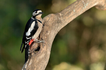  pico picapinos en un  tronco en el parque (Dendrocopos major) pájaro carpintero en Marbella Andalucía España 