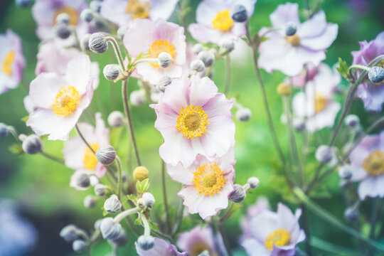 Anemone flower (Hupehensis) in the garden. Selective focus. © maxandrew