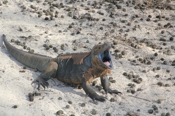 lizard monitor lizard with open mouth sitting on the sand